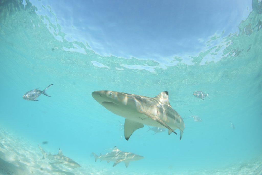 Atol de Aldabra: guardião dos tubarões e raias no arquipélago de Seychelles