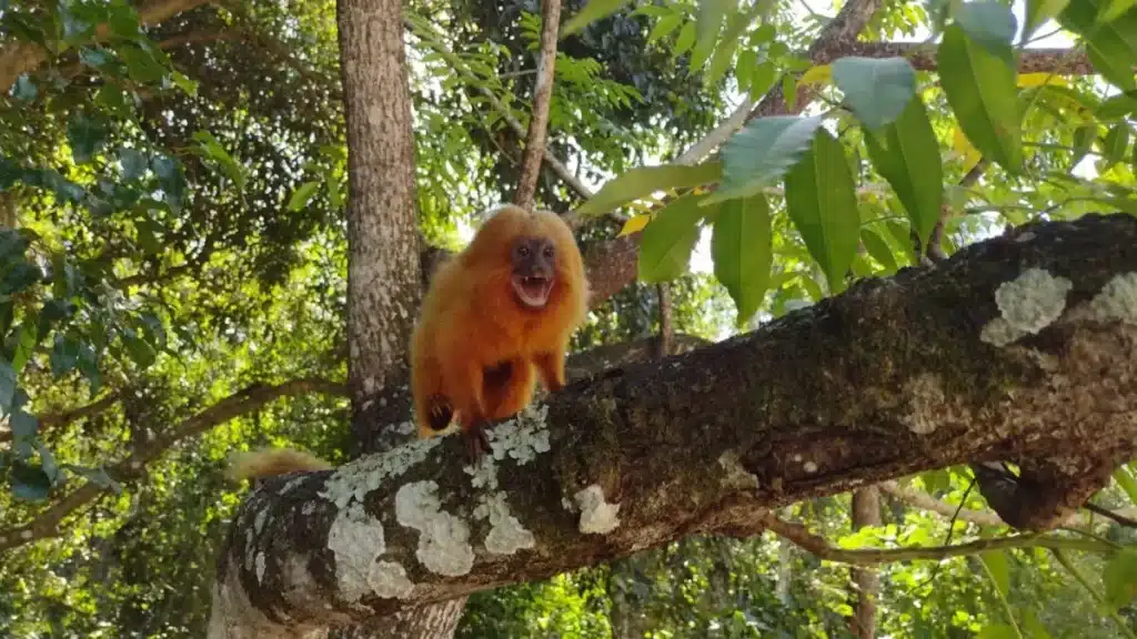 It's time to travel to Brazil—not only outward, but inward too!
