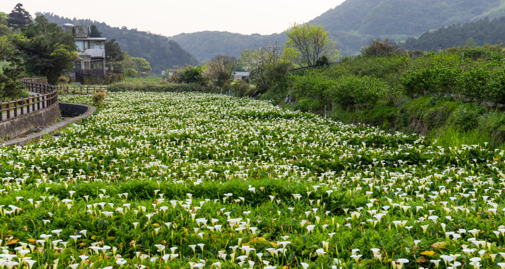 Yangmingshan: o parque nacional que mostra o lado natural de Taipei na primavera
