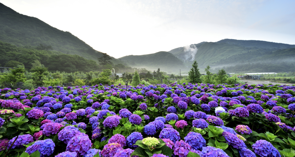 Yangmingshan: o parque nacional que mostra o lado natural de Taipei na primavera